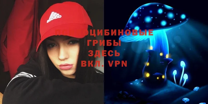 Галлюциногенные грибы Psilocybe  Калязин 